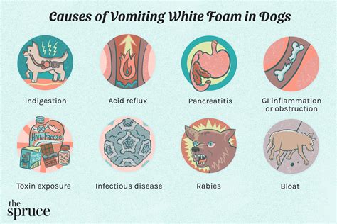 dog vomit white chunks